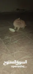  1 قط سكوتش للبيع