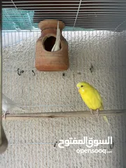  5 African Love bird one month old baby’s Cocktail breeding pair and budgies available