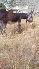  6 جحشه زرقا قطعه حلوه