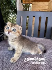  5 قطط سكوتش فولد للبيع