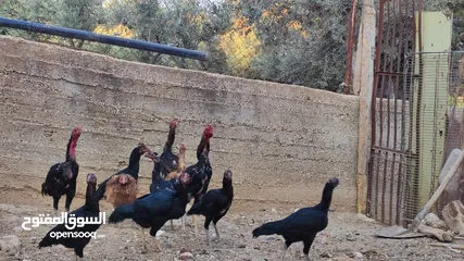  3 باكستاني نخب
