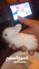  3 White Rabbit's الارانب الابيض