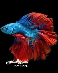  1 فايتر طفرات بتجنن هاف مون بيور وطفرات نادرة وأسعار تناسب الجميع ما عليك الا تتصل وتحجز
