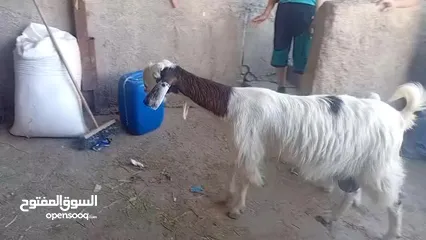  12 عنز وراها سخله بيضا برصا مميزه