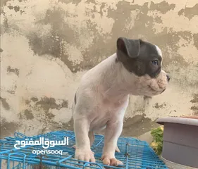  7 جراء بولي بوكيت