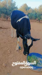 5 بكيرة عشار كبير