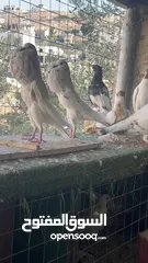  1 منافيخ فحول