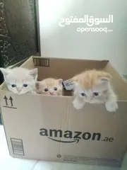  1 Little cats