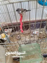  1 عصافير جنة (فنجز) للبيع بسعر طري