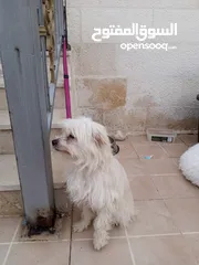  6 كلب انثى فرنش تيرير French Terrier مع جميع المطاعيم والاغراض