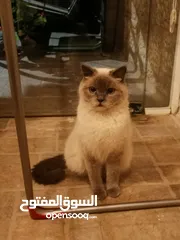  1 قطه بدل مع كلب