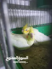  1 جوز كوكتيل مع فراخ للبيع فحص مع فرخين كبار على وجه بيض