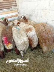  2 غنم خاروف بلدي