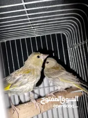  3 حوز عصافير خضري للبيع او للبدل