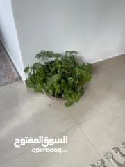  2 شقه للبيع في منطقه الطيره