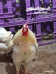  5 ديك كبير جدا بالصوره عمر سنتين للبيع يوجد ديك  بعمر الثمانيه اشهر العدد 2 في سعر 8