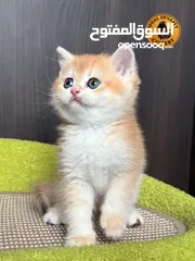  1 High-level British Shorthair kittens with pedigree