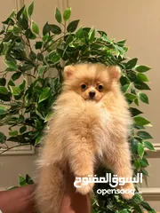  1 CUTE POMERANIAN FEMALE PUPPY