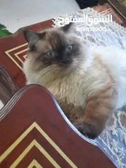  2 قط هملايا شكلت ذكر