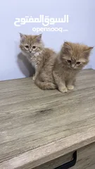  2 Himalayn Persian mix male and female 2 months old