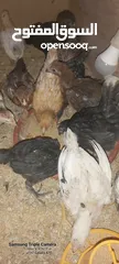  3 صيصان بلدي للبيع