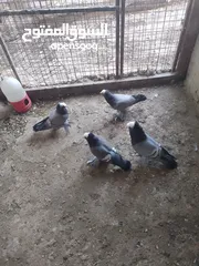  3 متاح جوز ماشاءالله موجودات طبربور