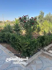  10 مزرعة 10 دونمات مع شاليه و مسبح للبيع