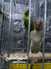  4 ببغاء درة أليف