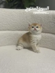  3 قطط صغيرة برتيش للبيع