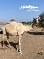  5 للبيع ناقه مدني بنت مصيحان وامها بنت براق مدني من مناور بعير براشودي الكتبي تلاقي نهاية شهر 12