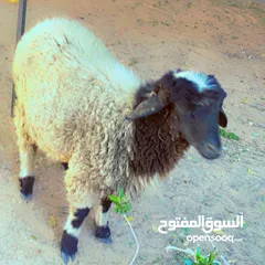  4 سعي للبيع.