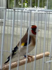  2 متاح جوز حسون طفره ذكر بايد 8 اضافر بيض والانثى كلاسك
