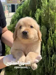  20 كلاب جيرمن شيبرد وجولدن ريتريفر مدربين وغير مدربين