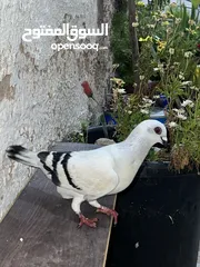  1 حمام للبيع