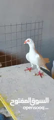  1 فحول سلافر وأربع فراخ