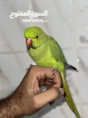  3 Non biting parrot