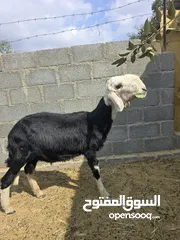  2 كبش نجدي بيور راس الحصان