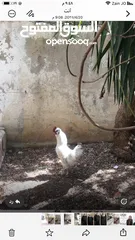  3 جاج وديك وبط