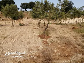  20 مزرعة في اربد كفر اسد للبيع