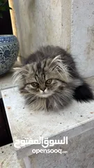  4 Persian long hair for sale 50 with delivery