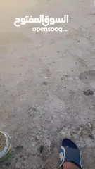  2 حمام بلدي ممتاز