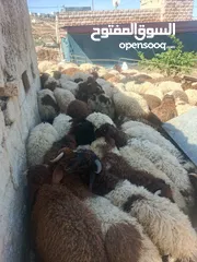  11 خرفان صلو علا النبي التواصل  انزل علا الوصف
