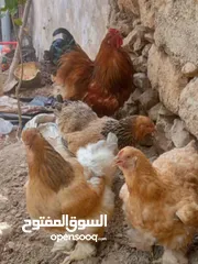  9 متاح بيض براهمي تركي وباكستاني مخصب ومكفول