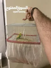  6 جوز عصافير حب (budgies)