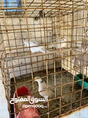  2 جوزين حمام كريم وطيرة للبيع جوز تحتو بيض كمان اسبوع بفقس