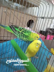  12 طيور للبيع النوع طيور الحب الأسترالي سعر الطائر الواحد 5 دنانير