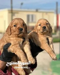  7 جراء سامويد للاطفال والعائله
