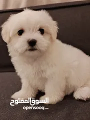  3 pet pure Maltese with Vaccination and passport