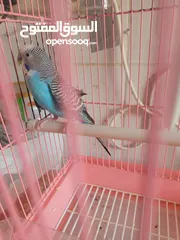  2 Parrot for sale