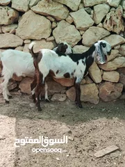  1 شعاري  عجمي وصفديات عز ما تقنى وتظب بحوشك  الله يبارك لصاحب النصيب  العمر من 10 شهور لحد السنه